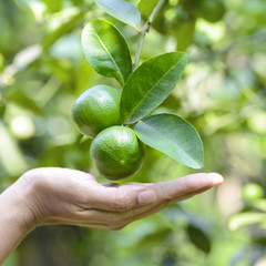 Lime on branch in organic orchard with natural green background.