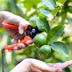 Hand with scissor havested lime in organic orchard.