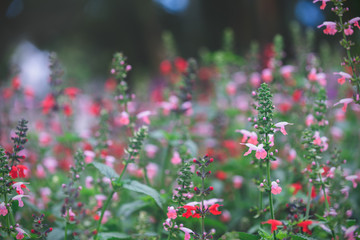 Little pink and red flower in Dalat garden