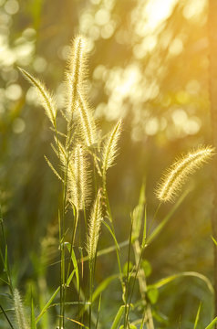 Knotroot foxtail weed in evening light.