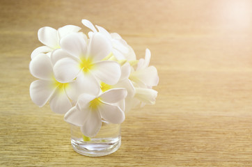 White Frangipani flowers with warm light tone.