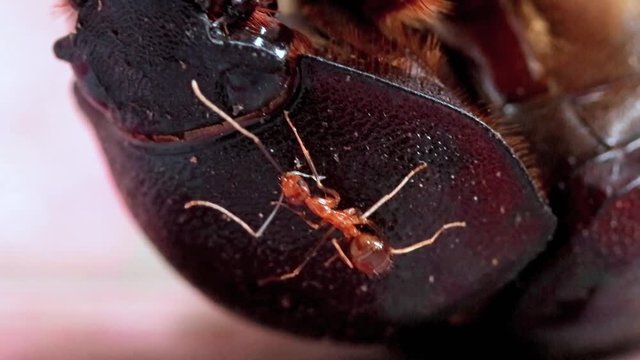 The ant hold to the armor of a bug lying on the floor. Female Rhinoceros Beetle at Laos. Big brown beetle lying on the back with his legs up.