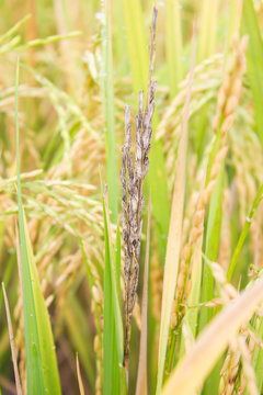 Close Up Rice Panicle Damage From Rice Stem Borer Worm.