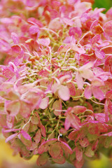 Fototapeta premium Pink flowers