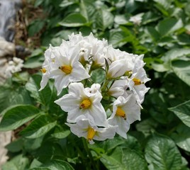 ジャガイモの花