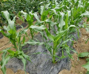 畑のトウモロコシ
