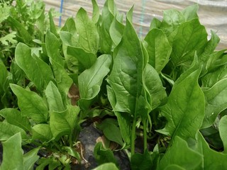 畑のほうれん草