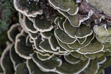 Tree Fungi