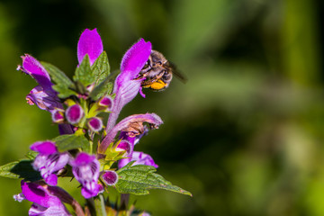 The bee on the deadnettle