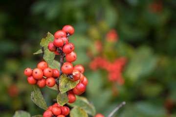 Red Berries