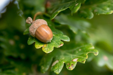 Lonely Acorn 