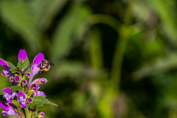 The bee on the deadnettle