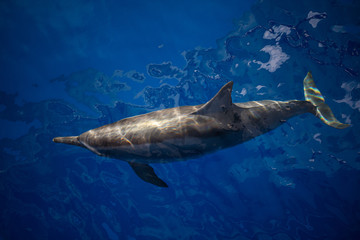 Spinner Dolphin in Calm, Blue Water