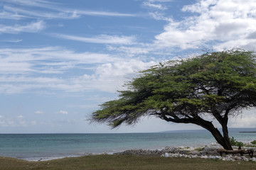 Fototapeta na wymiar Sprawling tree on tropical beach background