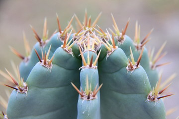 Cactus with spikes front on