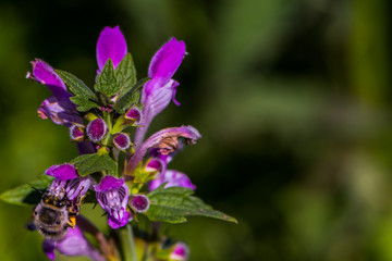 The bee on the deadnettle