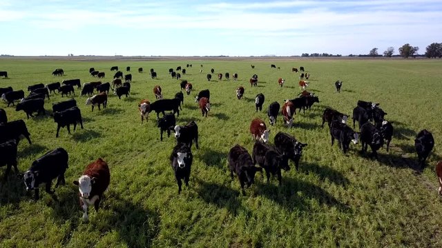 Grazing cattle on pastures aerial view