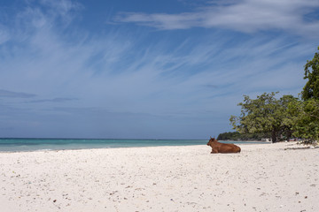 Fototapeta premium Cows on a tropical beach