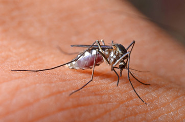 Macro of virulent mosquitoes on human skin.