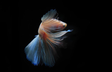 Fototapeta na wymiar Capture the moving moment of white siamese fighting fish isolated on black background