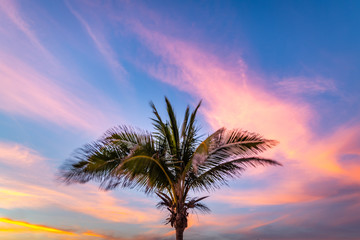 Obraz na płótnie Canvas Palm Tree Sunset