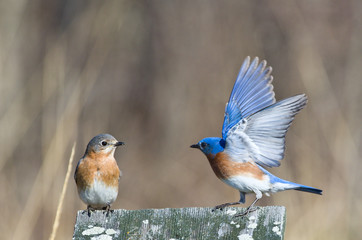 Fototapeta premium Bluebird Conversation
