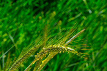 Triticale plant on the meadow