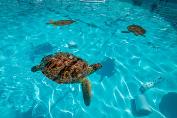 Rescued Sea Turtles