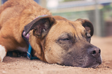 Sleeping Dog