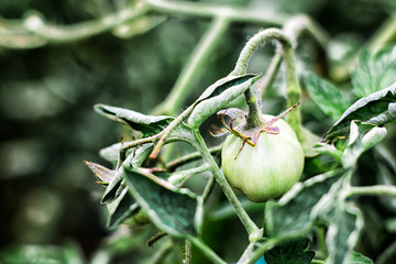 Green Tomatoes in a garden