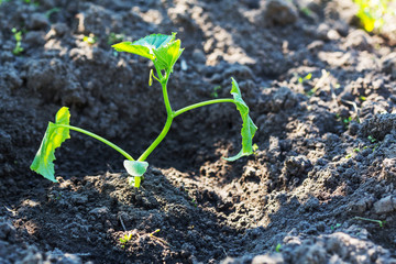 Sprout