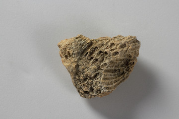 fossilized coral piece closeup. selective focus for details of rough texture