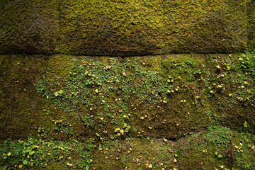 Mossy brick wall