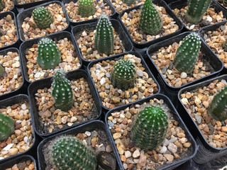 top view Cactus on black pots background,nature