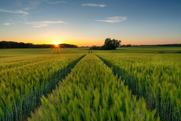 Kornfeld bei Sonnenuntergang