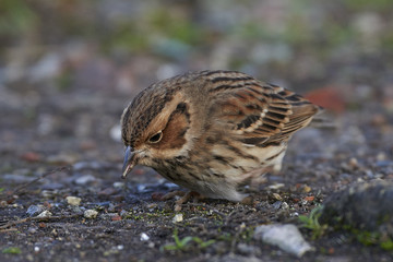 Little bunting (Emberiza pusilla)