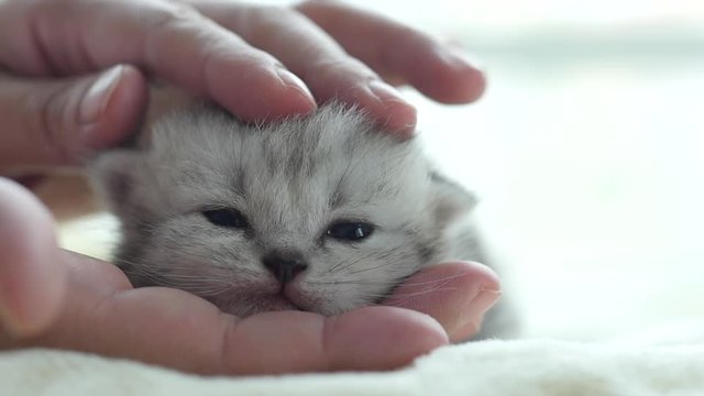 Asian woman playing with her tabby kitten,slow motion 