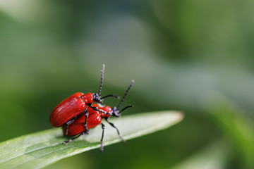 Love or friendship: Beetles are walking on a sheet