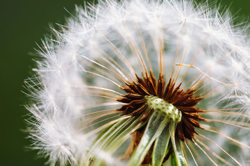 Flowers and plants close-up: detailed dandelion core
