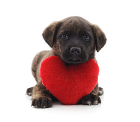One little dog with a red heart.