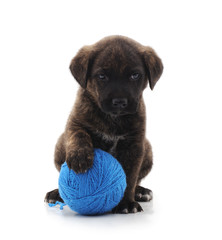 Obraz premium One black dog with ball.