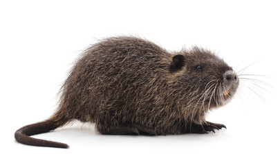 One brown nutria. © ANASTASIIA