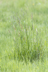 Pollen seeds on grass on a meadow.