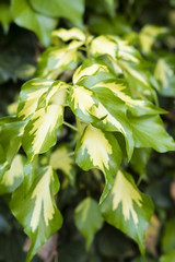 Ornamental shining leaves of the flowering plant.