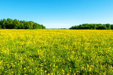 Obraz premium Bright flowers of a yellow dandelion in a field.