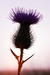Dew drops on thistle flower at sunset.
