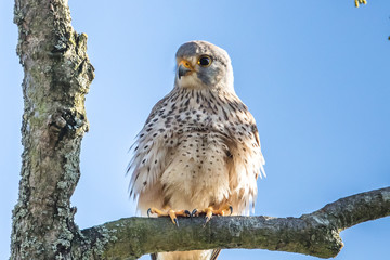 Turmfalke auf ast