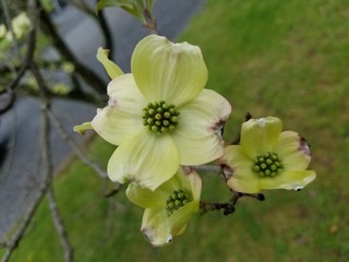 Obraz premium Green with envy