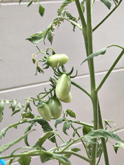 Tomato plant produce the fruits.