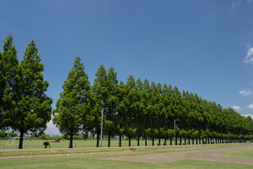 青空とメタセコイアの並木